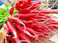 Organic Red Arrow Radish Seeds - 301+ Count, Mild Sweet Variety for Container Gardening, Raphanus sativus