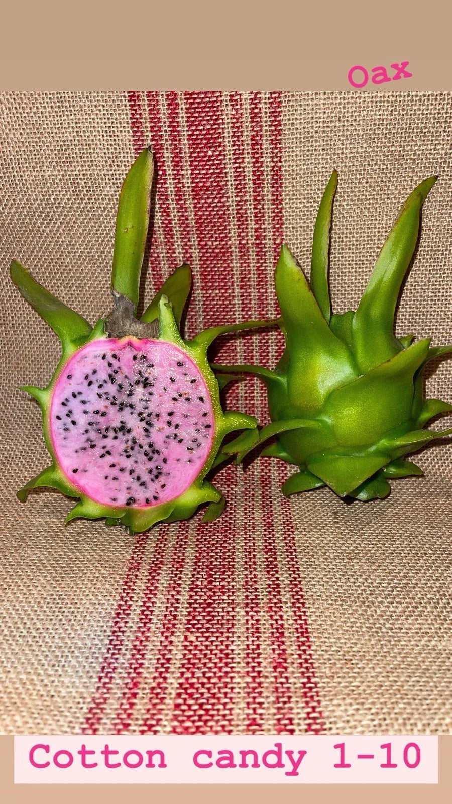Cotton Candy Sweet Potato Vine Cuttings 15-18 Inches Ipomoea batatas Indoor Outdoor Plant