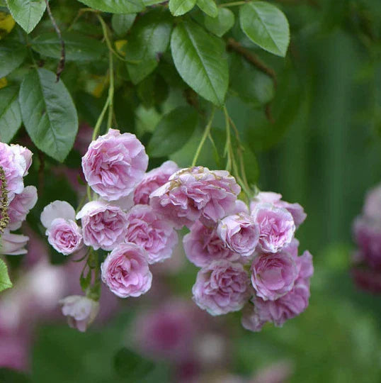 Mature Live Heirloom Pink Baby Rambler Rose Bushes 2-Pack | Rosa 7 Sisters