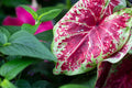Caladium Bulbs 6 Royal Flush - Heart-Shaped Pink Green Foliage - Caladium x hortulanum for Shade Gardens