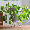 Live Pilea Peperomioides Plant - Chinese Money Plant Starter, Indoor Houseplant, Rooted Pilea peperomioides