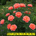 Coral Drift Rose Bush in 3 Gal Pot | Rosa 'Meidrif' Live Flowering Plant