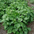 Contender Bush Bean Seeds - High Yield Phaseolus vulgaris - Compact Growth, 50+ Seeds for Home Garden