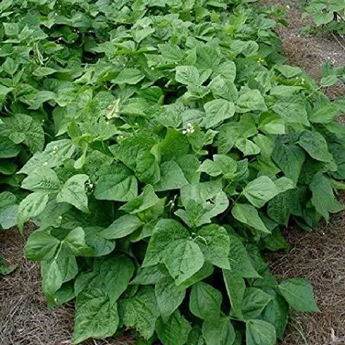 Contender Bush Bean Seeds - High Yield Phaseolus vulgaris - Compact Growth, 50+ Seeds for Home Garden