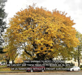 Big Leaf Maple Live Plant - Acer Macrophyllum Bare Root Seedlings 12-24 Inches, Deciduous Tree for Garden & Landscape
