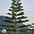 Norfolk Island Pine Seeds - Indoor Houseplant, Araucaria excelsa, Christmas Tree, Conical Shape, Easy to Grow, 5 Seeds