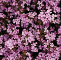 Rock Soapwort Seeds 500+ Saponaria ocymoides Creeping Perennial Groundcover Plant