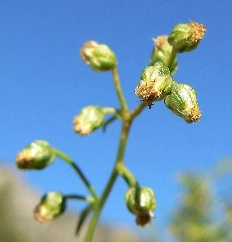 Tarragon Herb Seeds Pack of 50 - Artemisia Dracunculus for Culinary Gardening, Perennial Herb, Full Sun, Well-Drained Soil