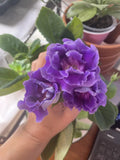 Gloxinia Freshly Cut Leaf Plant - Azure Variety - Sinningia speciosa Indoor Flowering Plant