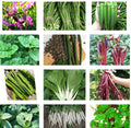 Asian Vegetable Seeds Pack – 15 Varieties Including Bittermelon, Hyacinth Bean, Winged Bean, Heirloom Non-GMO