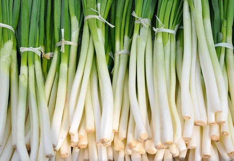 Nebuka Onion Seeds 200+ Count - Allium fistulosum Bunching Japanese Vegetable for Garden or Containers
