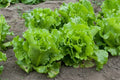Lettuce Seed - Nevada Loose Leaf Variety - Non-GMO Lactuca sativa for Home Gardening, Salad Greens, Container Planting