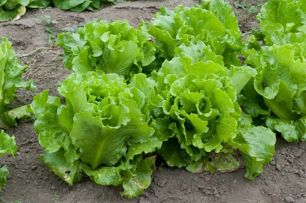 Lettuce Seed - Nevada Loose Leaf Variety - Non-GMO Lactuca sativa for Home Gardening, Salad Greens, Container Planting