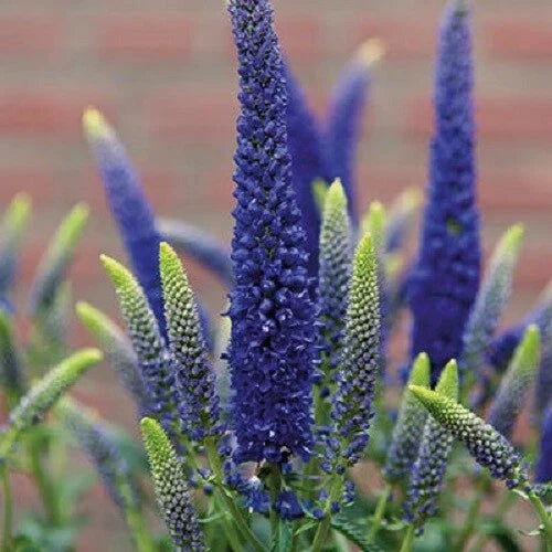 Blue Veronica Seeds - Veronica spicata Perennial Flowers for Garden, Borders & Containers, 100 Seeds