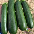25+ Triumph Cucumber Seeds, Heirloom Cucumis sativus, Vining, Non-GMO, Fast Germination, Garden Planting, USA