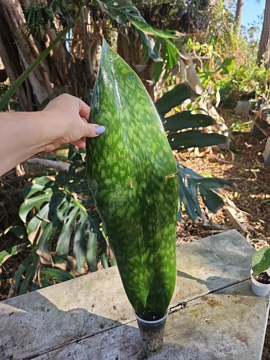 XXL Sansevieria Masoniana Whale Fin Snake Plant – Indoor Houseplant, Rooted, Low Maintenance, Air Purifying, 25" Tall, 6.5" Wide