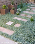 Dichondra Repens Seeds - 1000 Count Evergreen Ground Cover for Lawn, Erosion Control, Low Maintenance, Jocad Variety