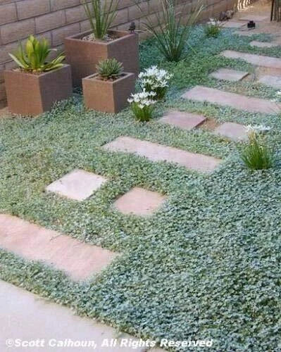 Dichondra Repens Seeds - 1000 Count Evergreen Ground Cover for Lawn, Erosion Control, Low Maintenance, Jocad Variety