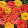 Organic Zinnia Seeds - Fruity Beauty Mix - Vibrant Flower Seeds for Pollinators - Zinnia elegans, USA Grown