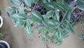 Wandering Jew Cuttings - T. Chrysophylla "Baby Bunny Bellies" Indoor House Plant Propagation, Trailing Foliage
