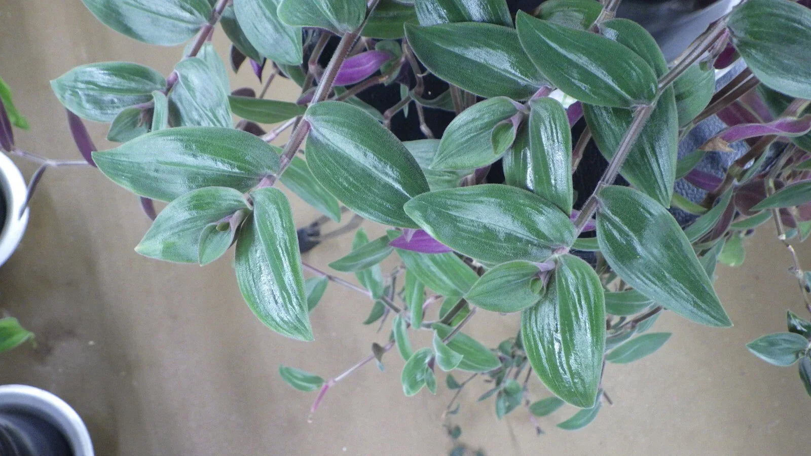 Wandering Jew Cuttings - T. Chrysophylla "Baby Bunny Bellies" Indoor House Plant Propagation, Trailing Foliage