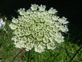 Queen Anne's Lace Seeds - 265 Non-GMO Daucus Carota White Flower Seeds for Wildflower Gardens and Pollinator Attracting
