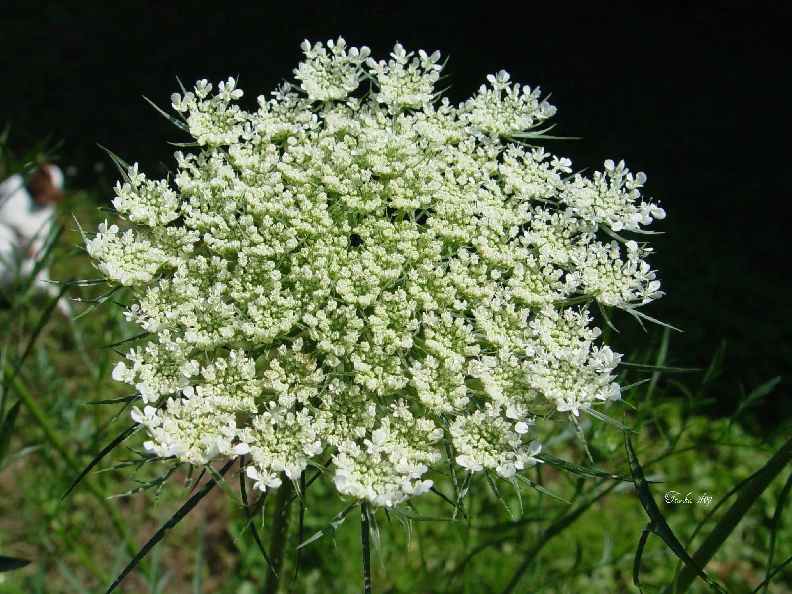 Queen Anne's Lace Seeds - 265 Non-GMO Daucus Carota White Flower Seeds for Wildflower Gardens and Pollinator Attracting