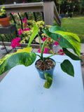 Monstera Aurea Plant in 6-Inch Pot | Variegated Monstera Deliciosa Houseplant