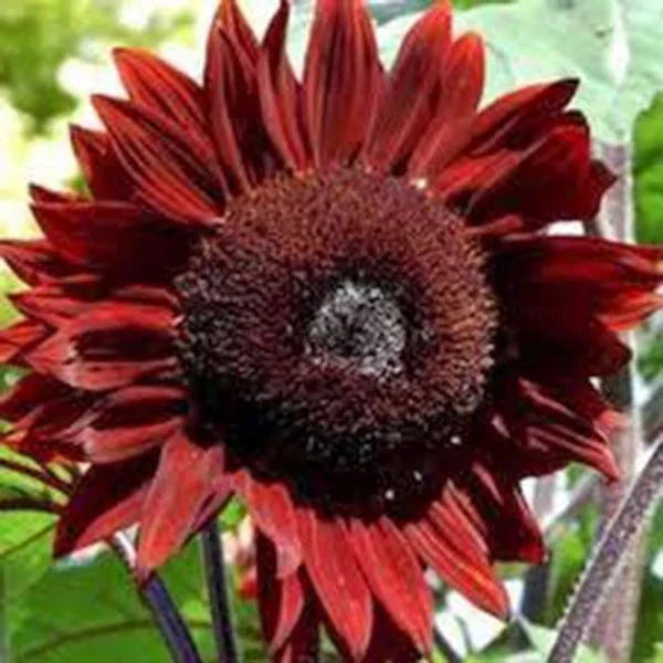 Red Sunflower Seeds 100 Count Bright Red Blooms Helianthus annuus Garden Flower Plant