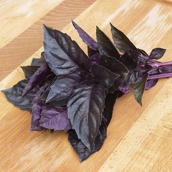 Dark Opal Basil Seeds - Organic Heirloom Non-GMO Herb Seeds for Culinary Gardens, Vibrant Purple Leaves, Ocimum basilicum