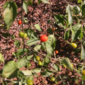 Chiltepin Pepper Seeds - 25 Non-GMO Heirloom Capsicum annuum for Gardening & Cooking, USA Seller