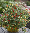 Thai Super Hot Chili Pepper Plant – Organic 4-Inch Starter, Ot Hiem Si Capsicum annuum, Super Hot, Compact, Bushy