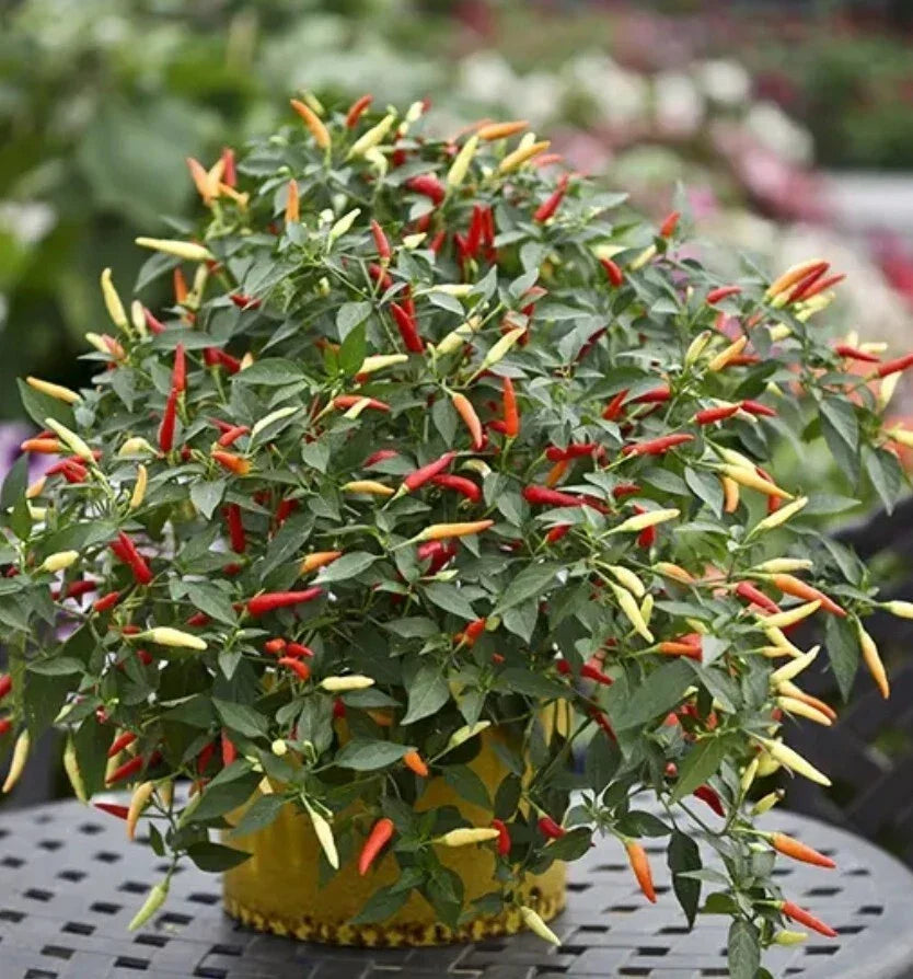 Thai Super Hot Chili Pepper Plant – Organic 4-Inch Starter, Ot Hiem Si Capsicum annuum, Super Hot, Compact, Bushy