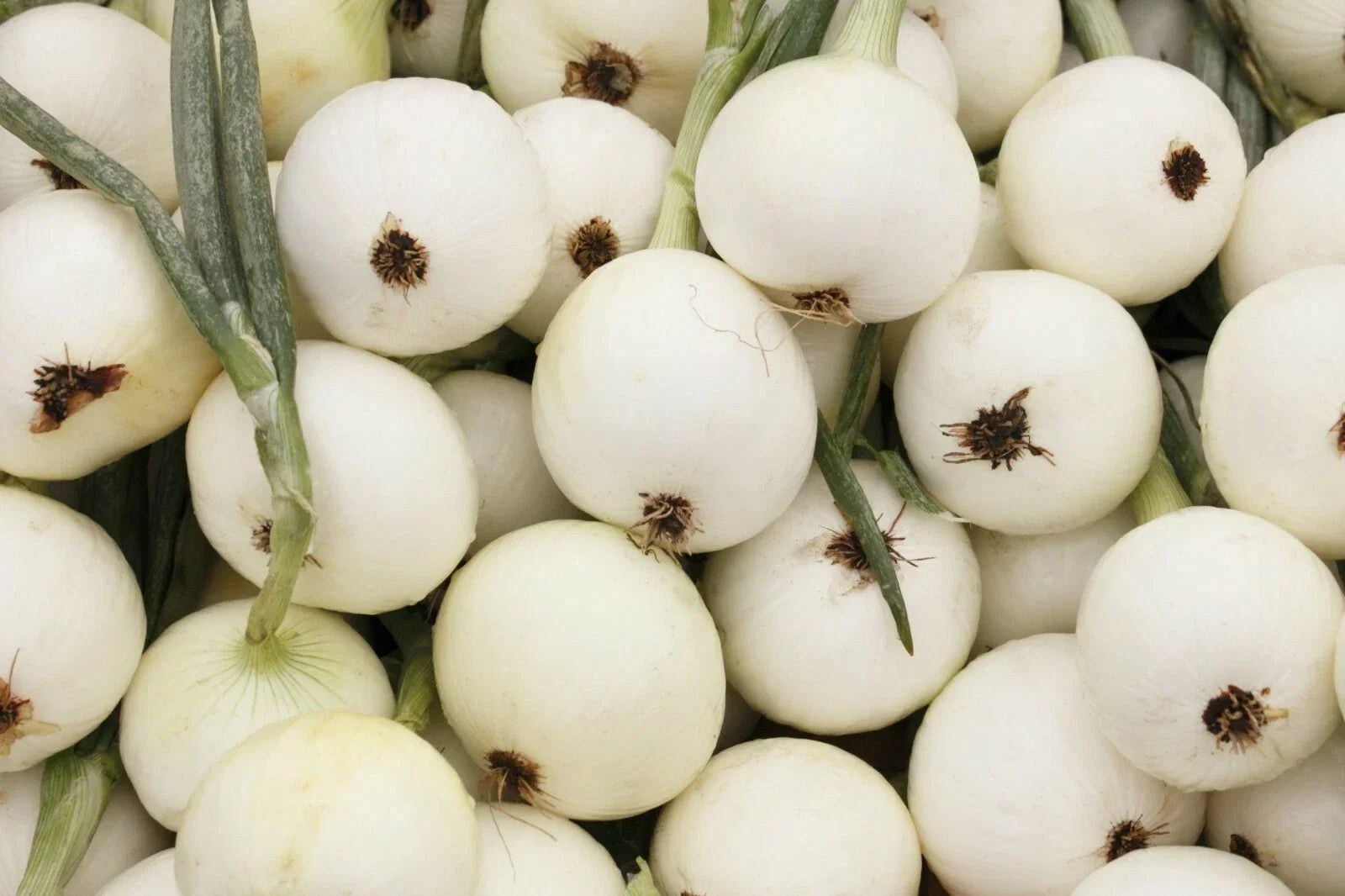 Onion Seeds, White Spanish Non-GMO Allium cepa, Sweet Mild Vegetable Garden Seeds, 200+ Packets