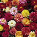 Double Extreme Dahlia Seeds – Perennial Flower Seeds for Vibrant Blooms, Dahlia pinnata, Assorted Colors, Garden, Cut Flowers