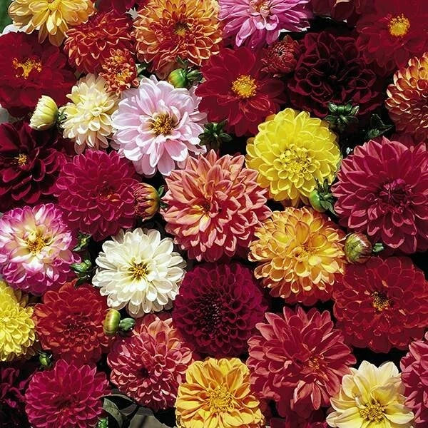 Double Extreme Dahlia Seeds – Perennial Flower Seeds for Vibrant Blooms, Dahlia pinnata, Assorted Colors, Garden, Cut Flowers