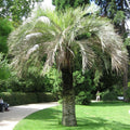 Coco Jelly Pindo Palm Seeds, 10 Pack, Butia capitata, Tropical Indoor/Outdoor Plant, Rare Palm Seeds for Garden