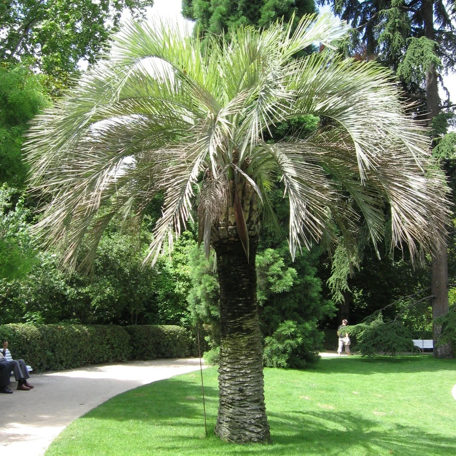 Coco Jelly Pindo Palm Seeds, 10 Pack, Butia capitata, Tropical Indoor/Outdoor Plant, Rare Palm Seeds for Garden