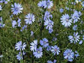 Bluest Blue Chicory Seeds - 100+ Pack, Vibrant Blue Flowers, Cichorium intybus, Wildflower, Garden Border, Pollinator Attractant