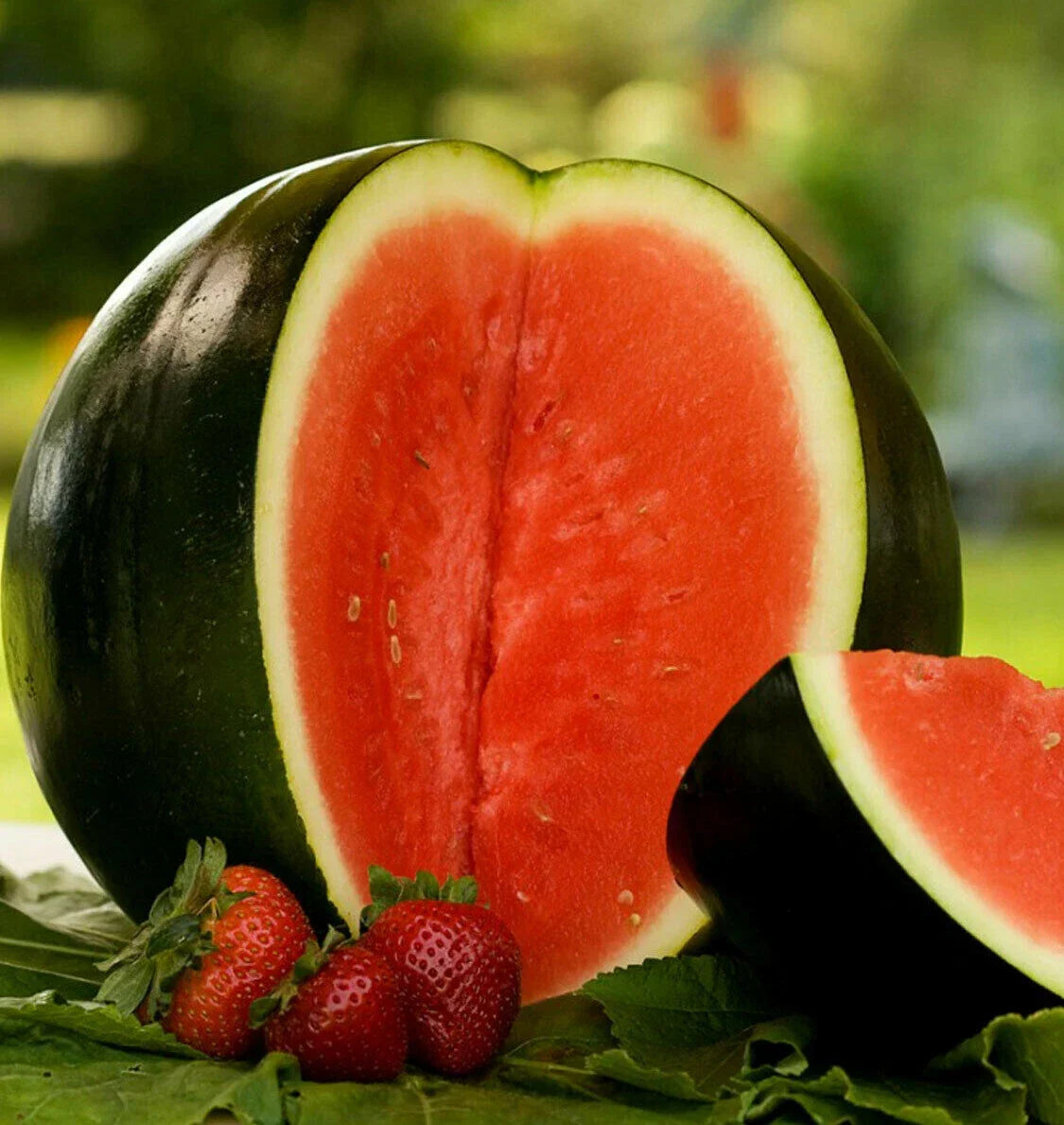 Sugar Baby Watermelon Seeds | Mini Icebox Melon Seeds | Citrullus lanatus | Small Personal Watermelon for Gardens & Containers