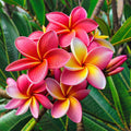 Plumeria Seeds - 5 Orange Pink Hawaiian Flower Seeds for Garden, Patio & Indoor Plants - Tropical Perennial (Plumeria spp.)