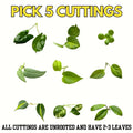 Bundle of 5 Unrooted Plant Cuttings – Philodendron, Pothos, Hoya Varieties for Indoor Propagation