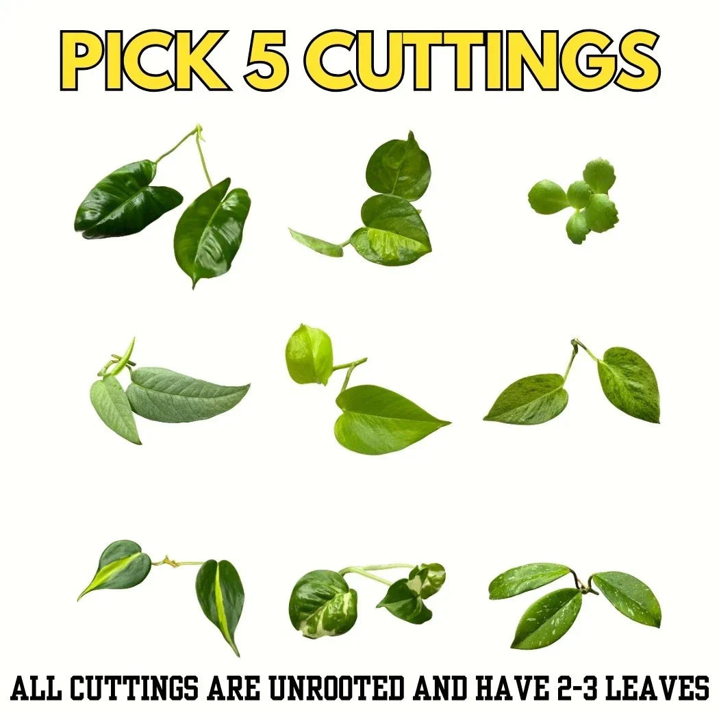 Bundle of 5 Unrooted Plant Cuttings – Philodendron, Pothos, Hoya Varieties for Indoor Propagation