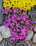 Atropurpurea Phlox Seeds - 100+ Pack for Garden Planting - Vibrant Purple Flowers - Phlox paniculata