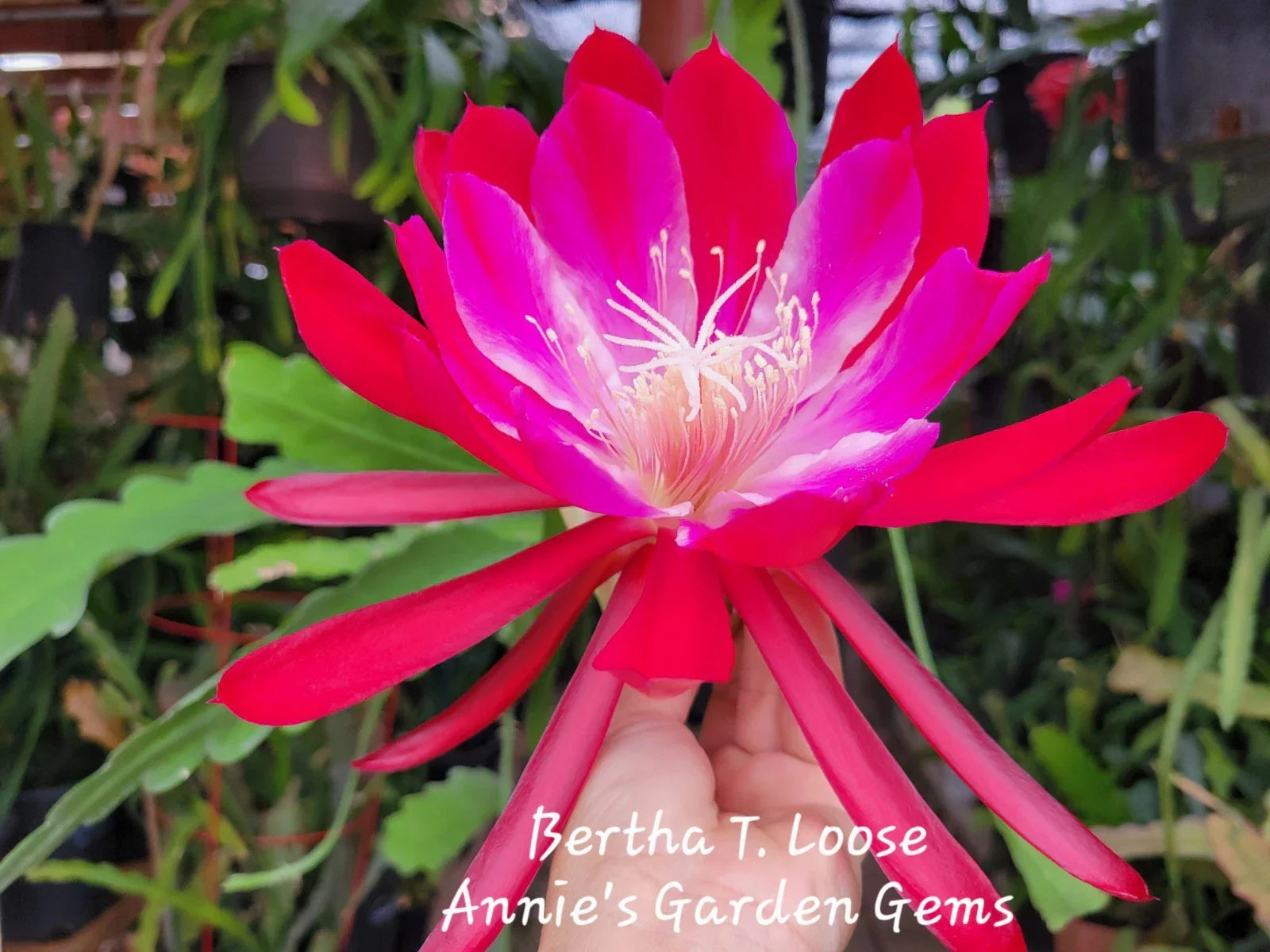 Epiphyllum Bertha T. Loose Unrooted Cutting - Cacti and Succulents - 8-10 Inches Long