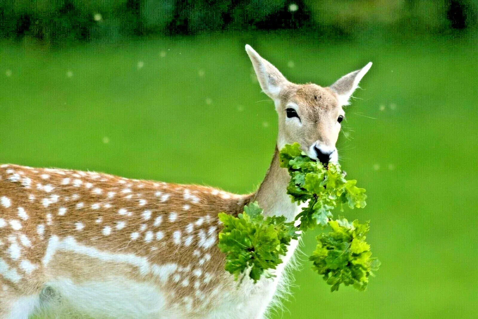 Deer Proof Wildflower Seed Mix – 2000+ Native Annual & Perennial Seeds, Pollinator Friendly, Eco-Friendly Garden Plants
