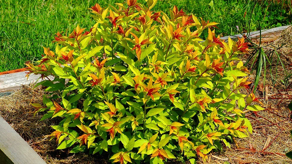 Goldmound Spirea Live Plant Starter - Bare Root Spiraea japonica 'Goldmound' with Vibrant Golden Foliage and Pink Flowers