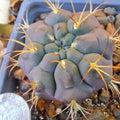 Gymnocalycium Pfanzii Albipulpa Bare Root Cactus - Rare White-Spined Succulent Plant for Collectors