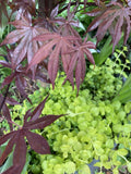 Creeping Jenny Plants - Bare Root Ground Cover - Lysimachia nummularia - Golden Foliage, Low-Growing, Erosion Control