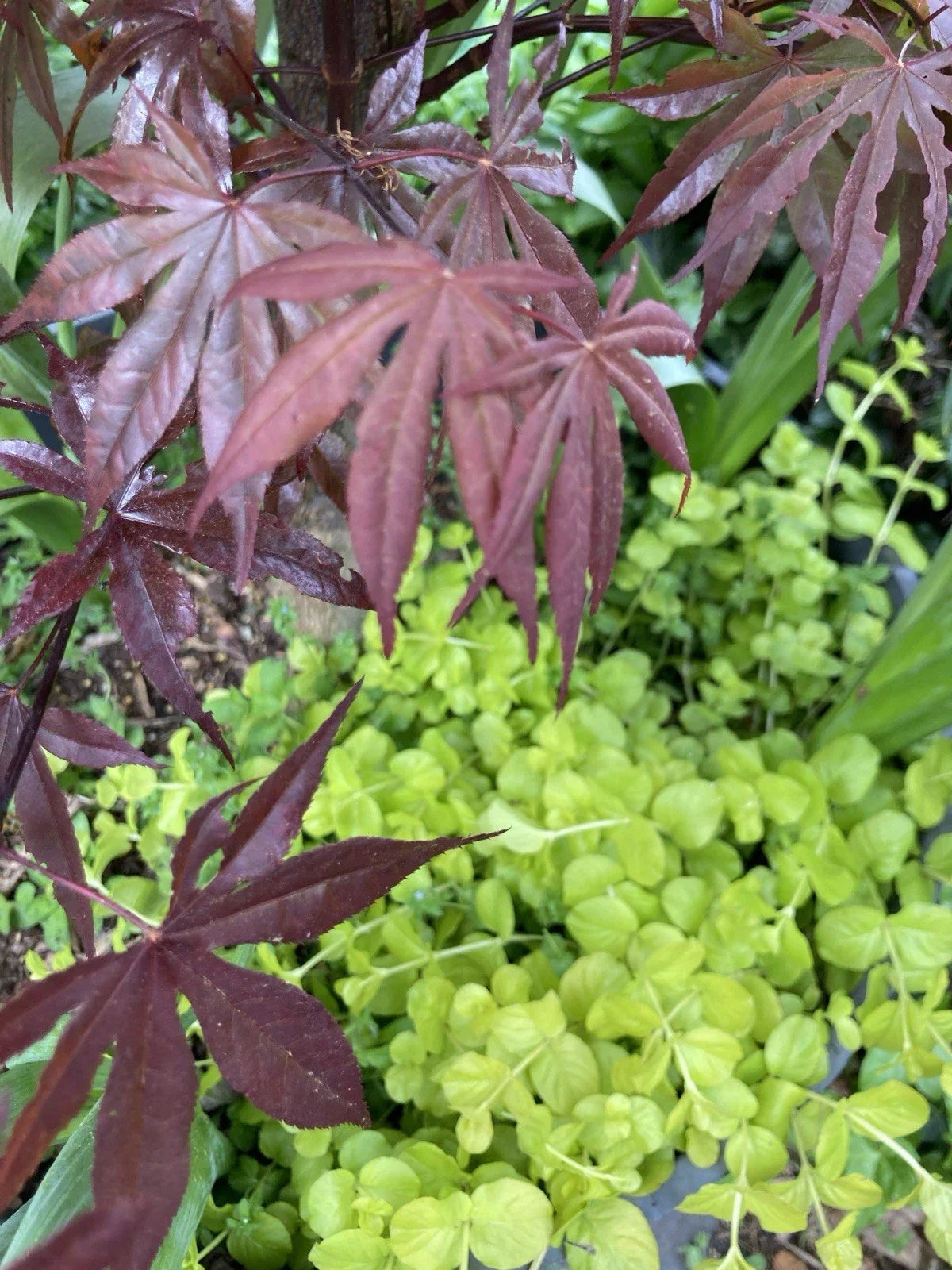 Creeping Jenny Plants - Bare Root Ground Cover - Lysimachia nummularia - Golden Foliage, Low-Growing, Erosion Control